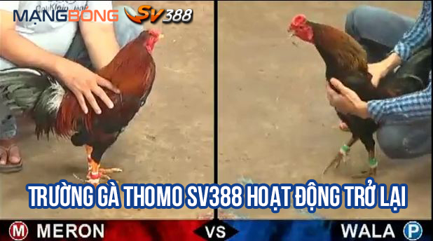 Thông báo: Trường gà Thomo SV388 đã hoạt động trở lại