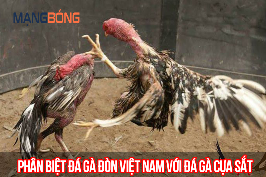 Phân biệt đá gà đòn Việt Nam với đá gà cựa sắt