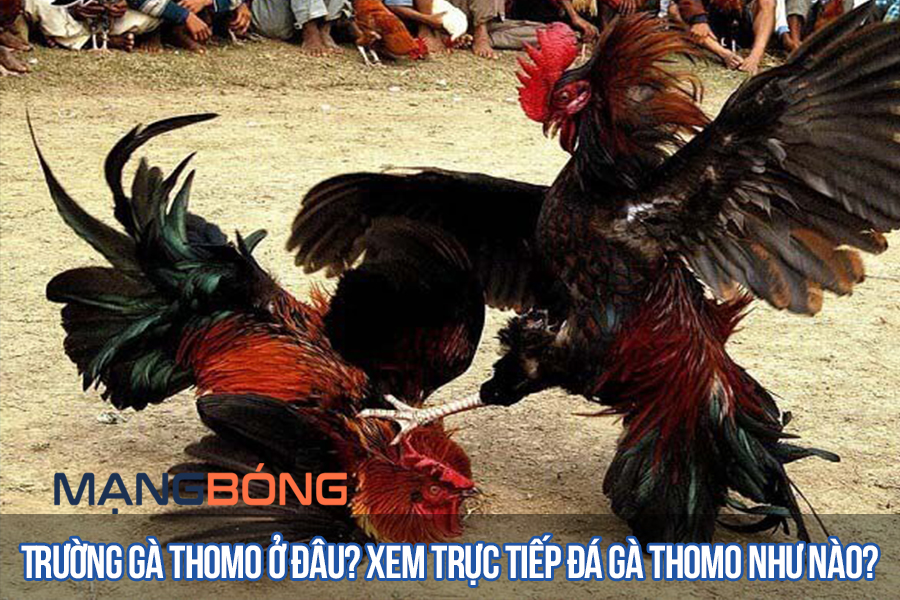 Trường gà Thomo ở đâu? Xem trực tiếp đá gà Thomo như nào?